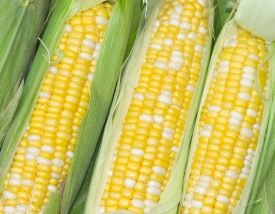 photo freshly picked corn from farm 2631a