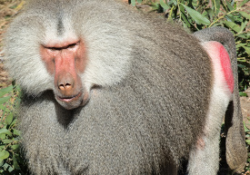 photo male hamadryas baboon closeup image