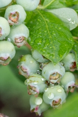 photo of closeup of unripe blueberry clusters