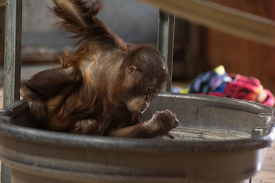 Photo of Juvenile Bornean Orangutan
