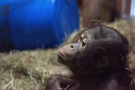Photo of Juvenile Orangutan at zoo