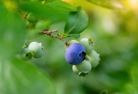 photo of single ripened blueberry on bush