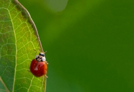 photo of small beetle red lady bug on leaf edge image