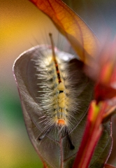 photo of tussock moth caterpillar