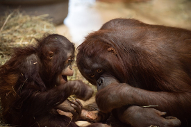 Photo of two a baby and adult Bornean Orangutans
