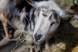 photo white and black goat eating hay