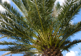 picture closeup palm tree 687