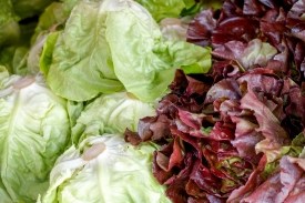 picture lettuce types red green