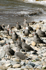 picture of seagulls on rocks by seashore 654