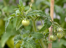 Picture of tomatoes growing in a garden