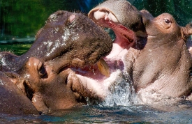 Picture of Two hippopotamus with Open Mouth two hippopotamus fig