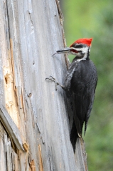 pileated woodpecker on tree trunk