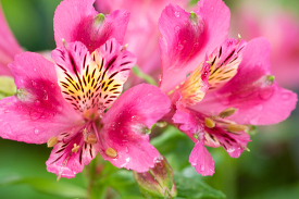 pink alstroemeria flower image 31