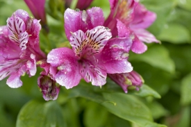 pink alstroemeria or peruvian lilly flowering plant 120a