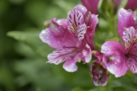 pink alstroemeria or peruvian lilly flowering plant 1848