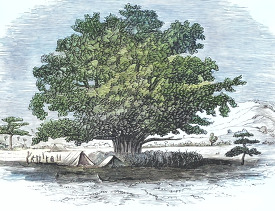 place under a sycamore historical illustration africa