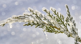 plant glistening in a wintry blanket of snow and ice