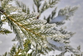 plant leaf with coat of winter snow and ice