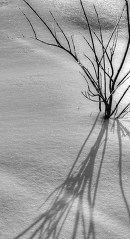 plant projects a shadow in the winter snow