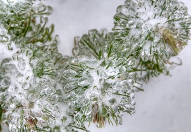 plants covered with ice winter