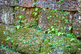 plants growing in the stone wall angor wat cambodia