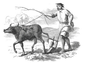 ploughing with buffalo historical illustration of china