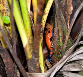 Poison Dart Tree Frog