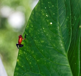 Poison Dart Tree Frog On Leaf Costa Rica