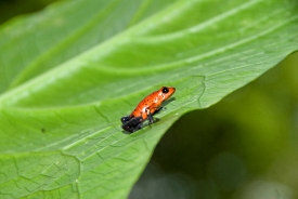 Poison Dart Tree Frog On Leaf Costa Rica