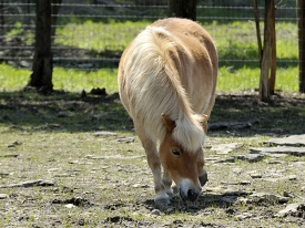 pony at a farm near nashville photo 43