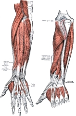 posterior surface of the forearm human anatomy