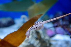 Pot bellied seahorse at aquarium