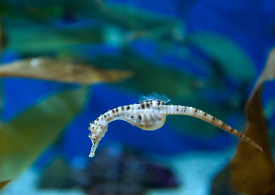 Pot bellied seahorse closeup