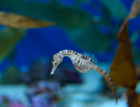 Pot bellied seahorse swimming