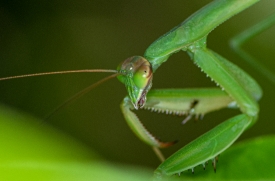 praying mantis closeup of mouth