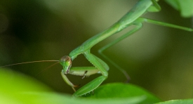 praying mantis moving around plant