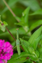 praying mantis relaxing on flower leaf
