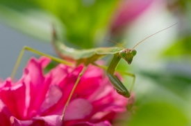 praying mantis resting on large pink flower