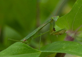 praying mantis with one leg