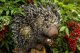 Prehensile tailed Porcupine surrounded by plants eating