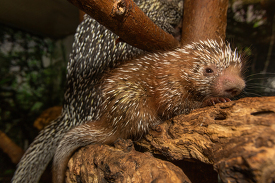 Prehensile-tail porcupette baby porcupine