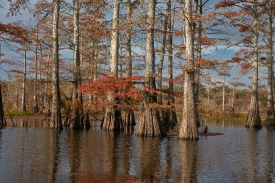 private lake filled with cypress trees