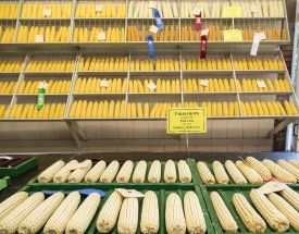 Prize corncobs inside the 4-H pavilion at the annual Iowa State 