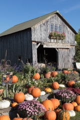 pumpkins and other fall specialties at produce farm