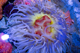purple aggregating sea anemone photo