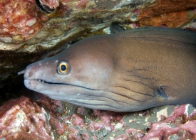 purple mouth moray eel