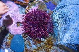 purple sea urchin closeup photo