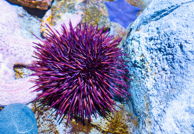 purple sea urchin on rocks