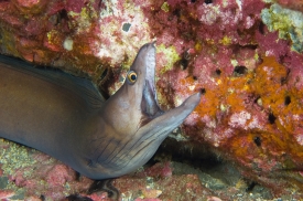 purplemouth moray with mouth open along coral