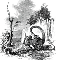 python seizing its prey historical illustration africa